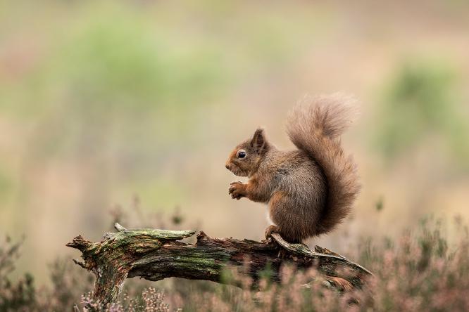 Red Squirrel - Lynn Rix