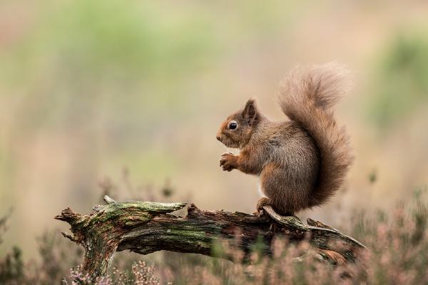 Red Squirrel - Lynn Rix