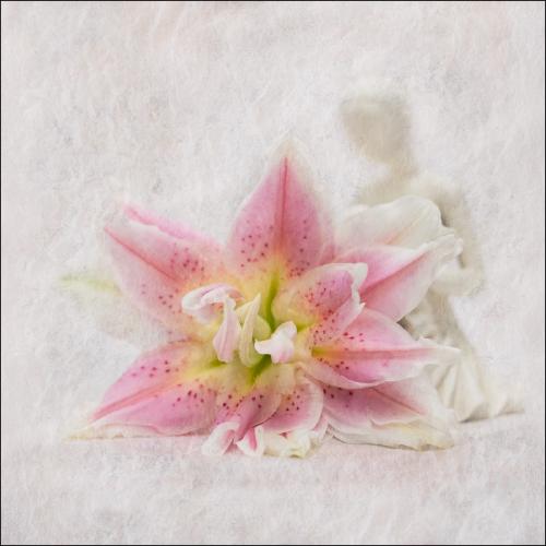 Rose Lily - Pat Frewin