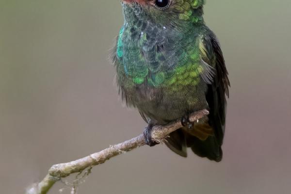 Rufus Tailed Hummingbird - Naomi Foster