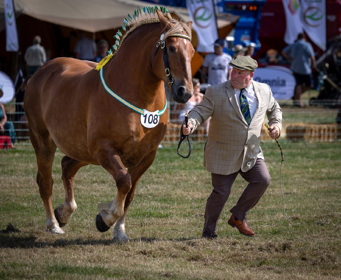 The horse and his boy - David Charlton