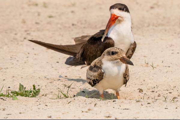 African Skimmer with Chic - Cheryl Wilkes