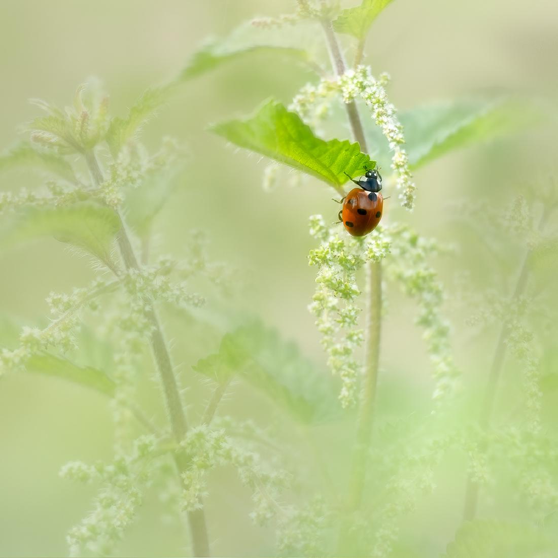 Amongst The Nettles - Chrissie Hart