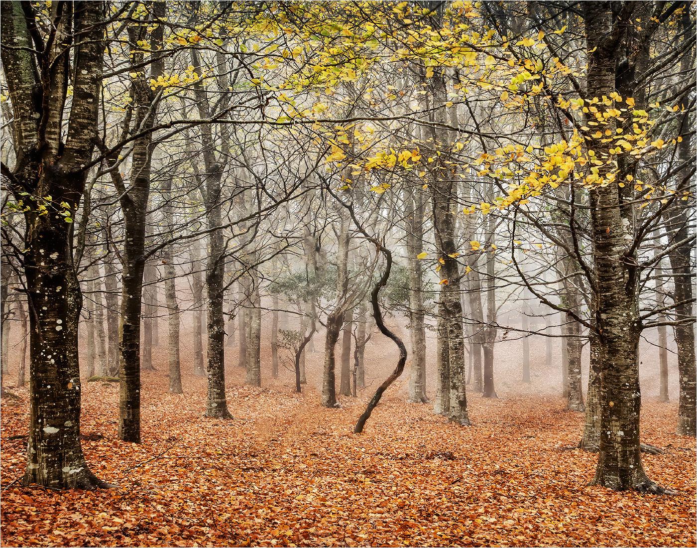 Autumn Trees - Pat Frewin