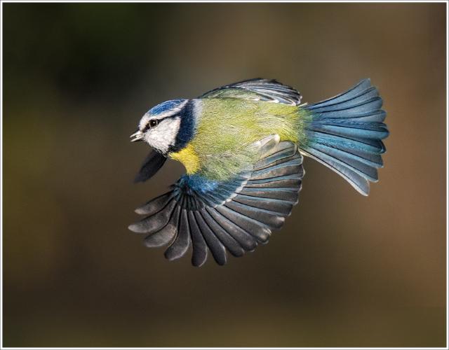 Blue Tit in Flight - Chris Aldred