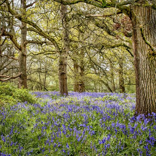 Bluebell Woods - Elisa Harvey