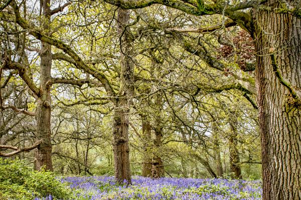Bluebell Woods - Elisa Harvey