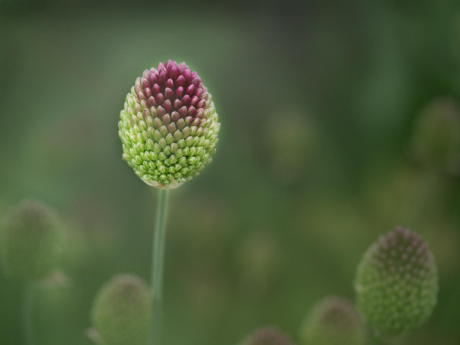 Drumstick Allium - Mary Battye