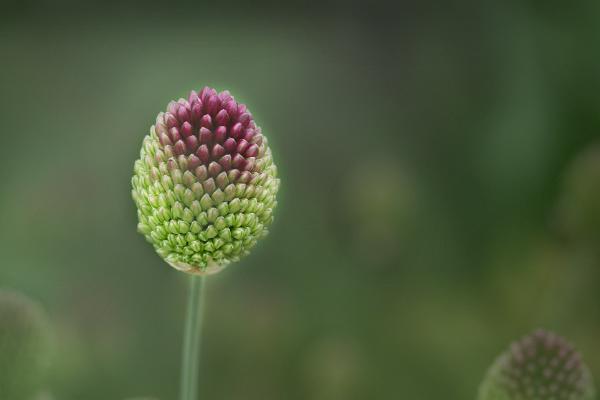 Drumstick Allium - Mary Battye