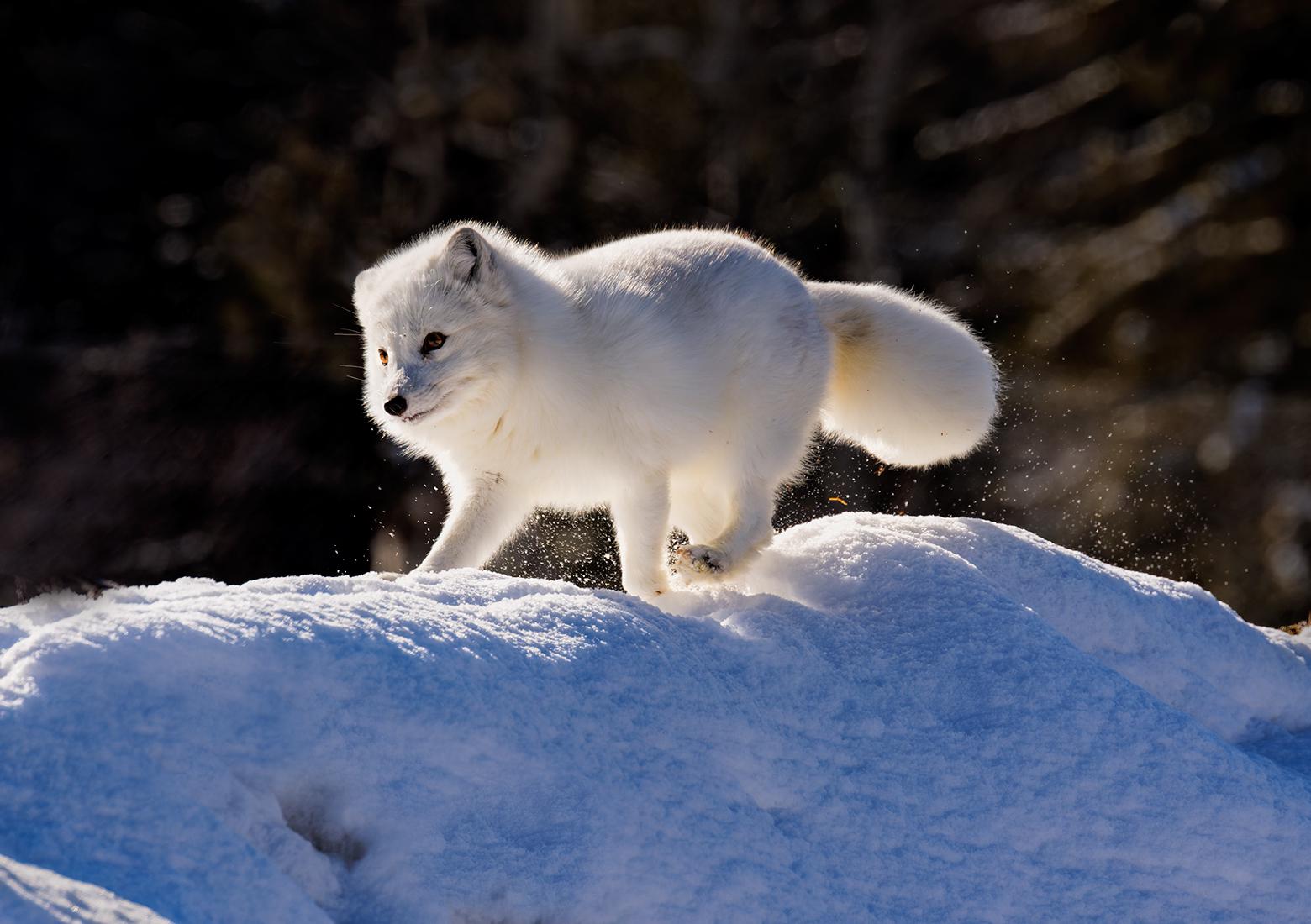 Early morning backlit Arctic Fox - Derek Howes