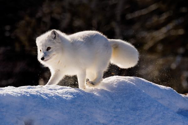 Early morning backlit Arctic Fox - Derek Howes