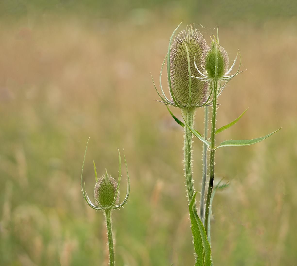 Family of Teasels - Mary Battye