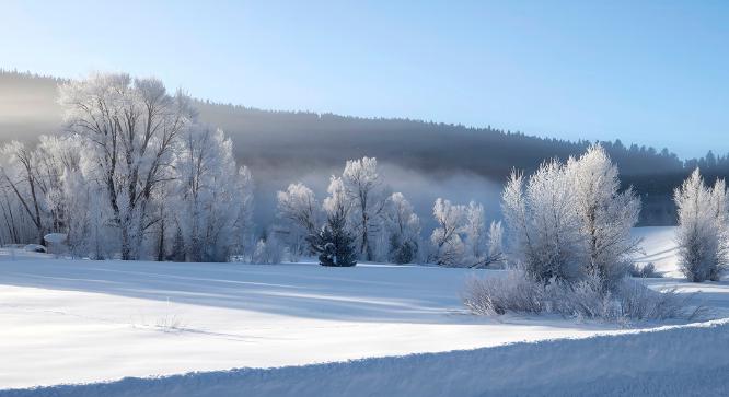 Frosted Trees - Lynn Rix