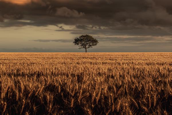King of the Crop - Mark Kench