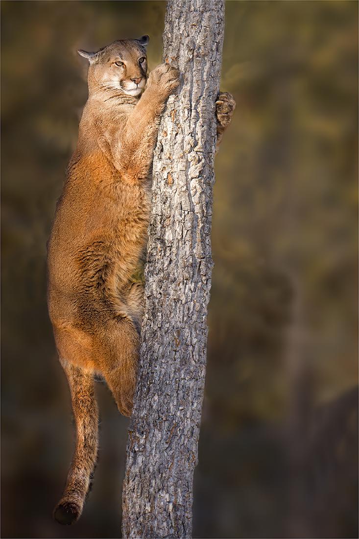 Mountain Lion in early morning sun - Derek Howes