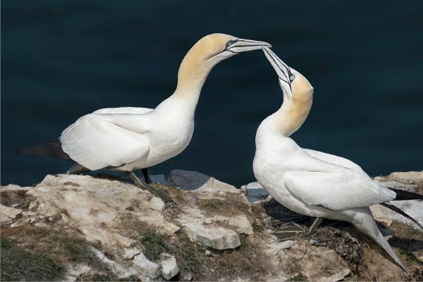 Pair Bonding Gannets - Colin Brett