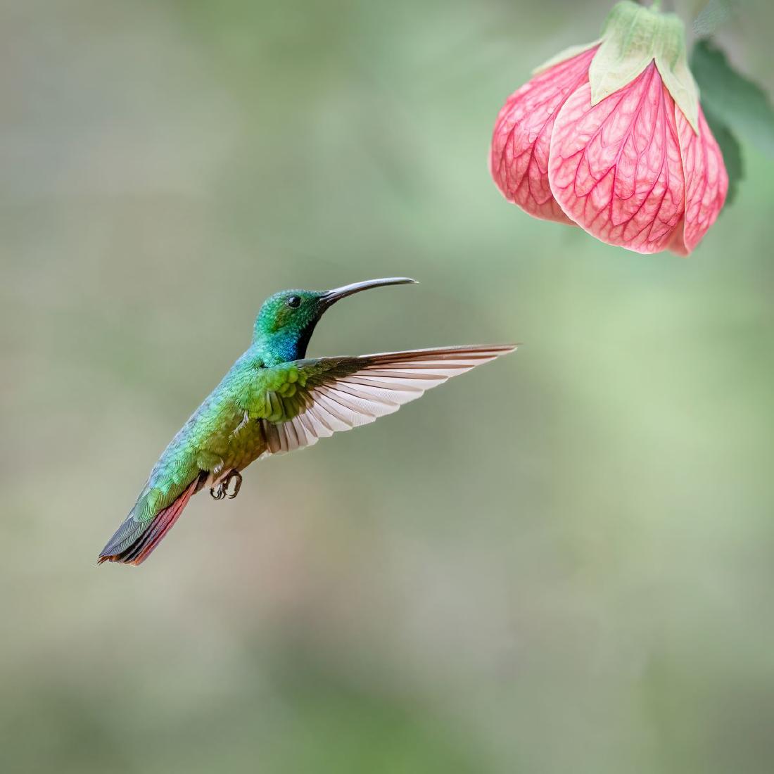 Rufus Tailed Hummer - Naomi Foster