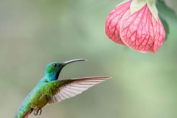 Rufus Tailed Hummer - Naomi Foster
