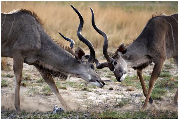 Sparring Kudu, Namibia - Colin Westgate