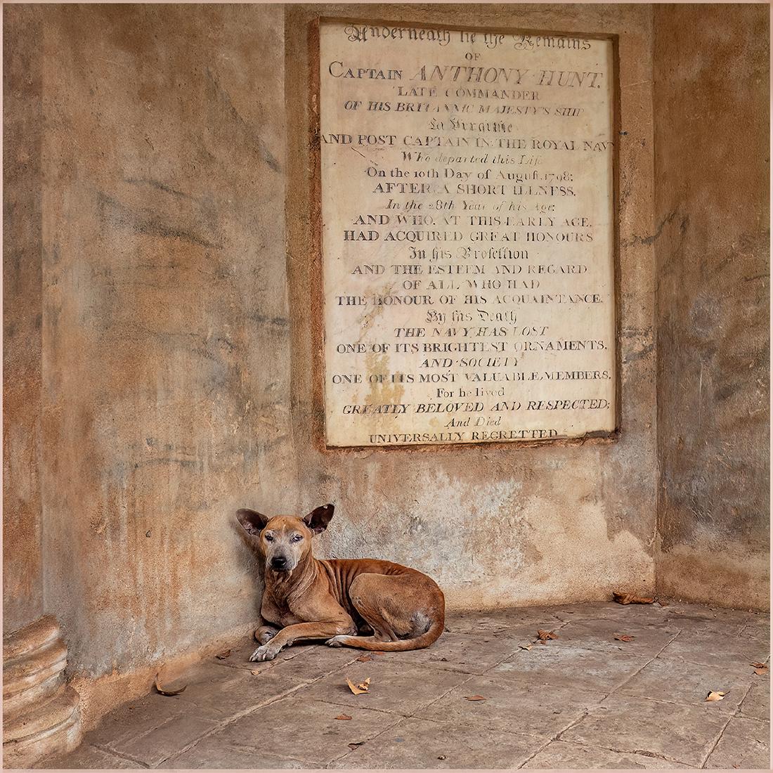 Street Dog Sheltering in Kolkata Memorial - Kate Jackson