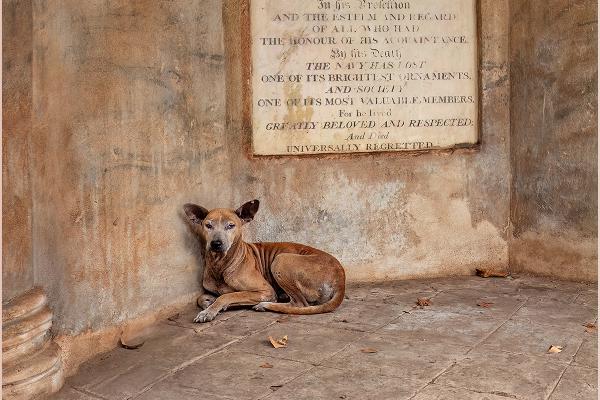 Street Dog Sheltering in Kolkata Memorial - Kate Jackson