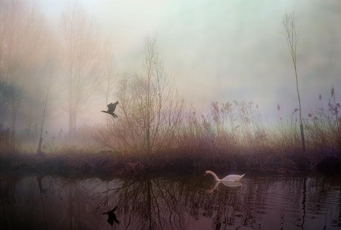 Swan and Fleeing Cormorant - Roy Essery