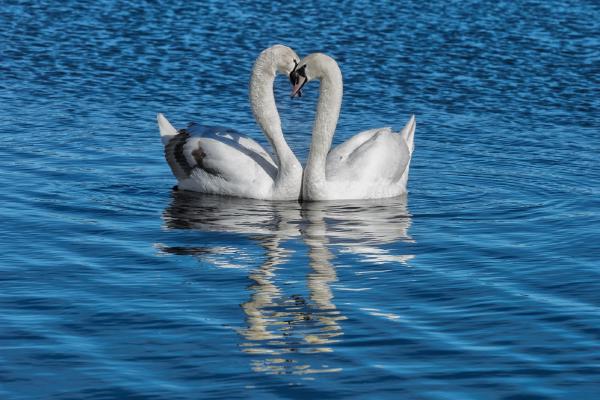 Swooning Swans - Peter Freeman