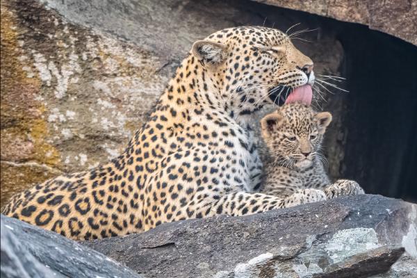Wild Leopard and Cub - Cheryl Wilkes
