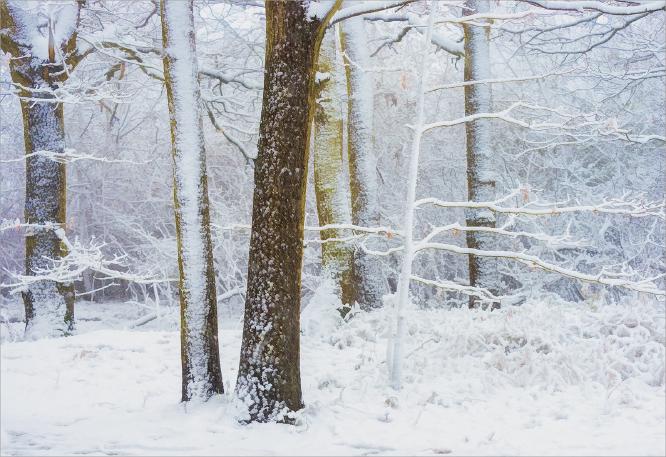 Beauty of Winter - Roy Essery