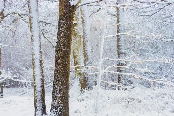 Beauty of Winter - Roy Essery