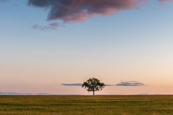 Lone Tree Pink Clouding - Mark Kench