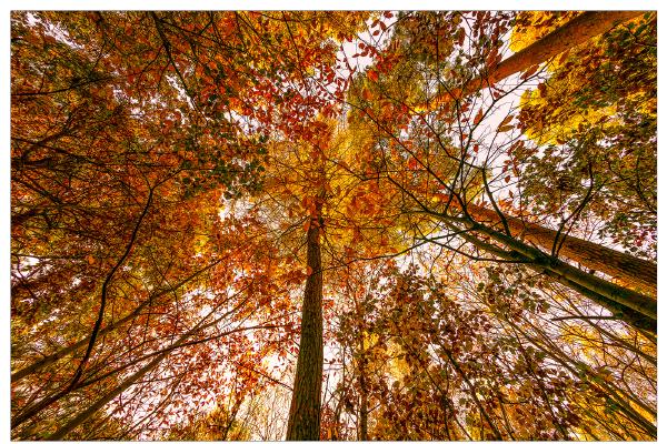 Looking up - Richard Cunningham