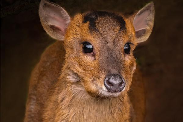 Muntjac Deer - Hilary Knight