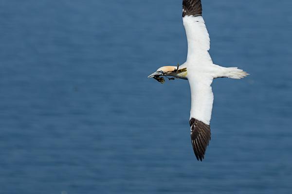 Nest Building Gannet - Colin Brett