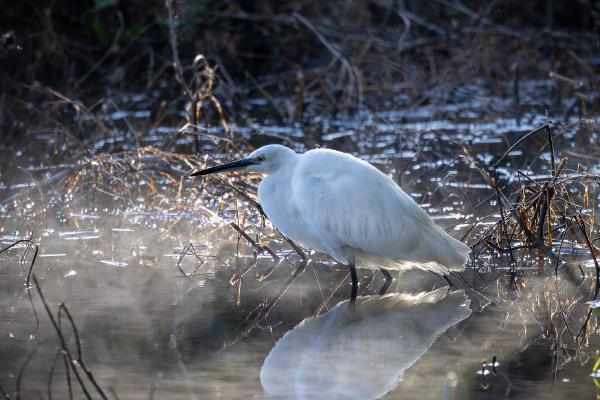 Reflecting on breakfast - David Charlton