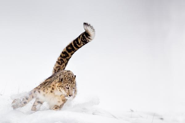 Snow Leopard in full chase - Derek Howes