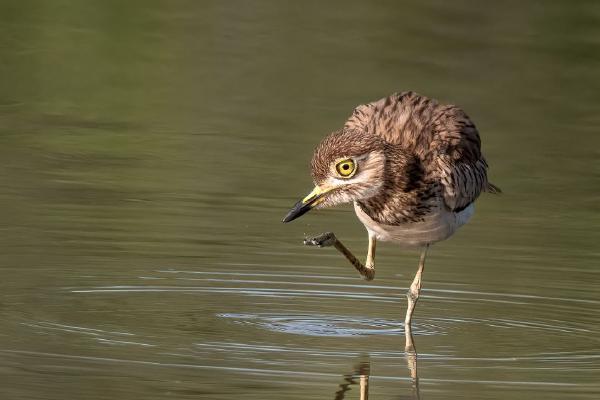 Senegal Thick knee - Naomi Foster