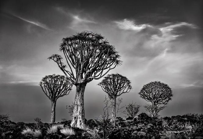 Quiver Trees, Namibia - Colin Westgate