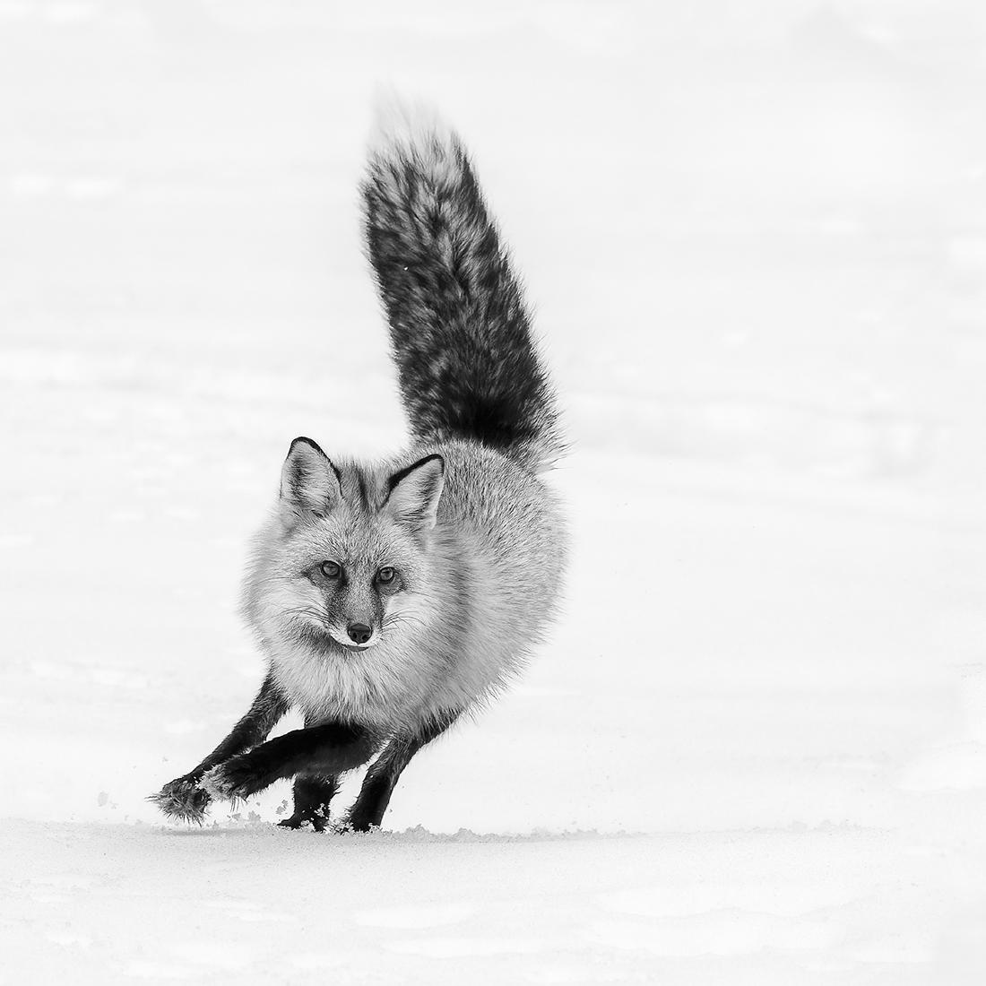 Red Fox - Derek Howes