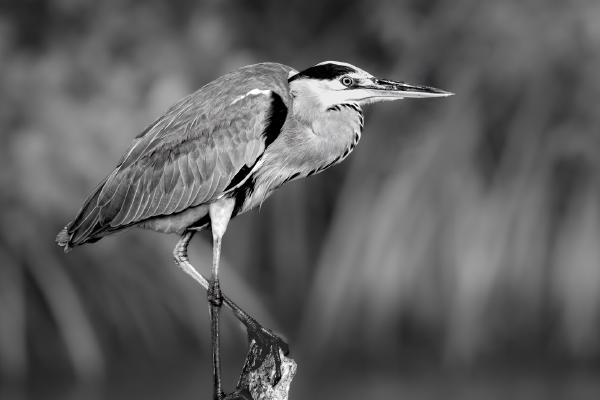 Gambian Grey Heron - Naomi Foster