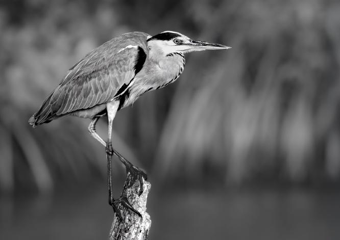Gambian Grey Heron - Naomi Foster