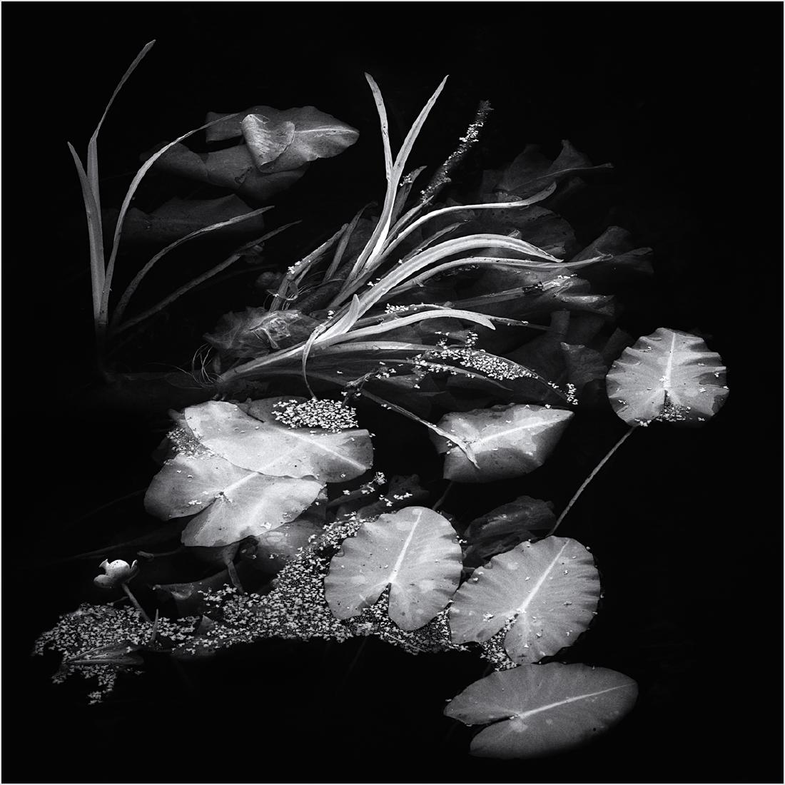Lilly Pond - Chrissie Hart