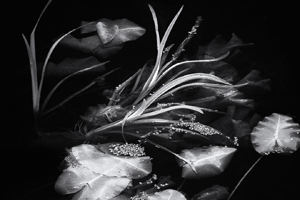 Lilly Pond - Chrissie Hart