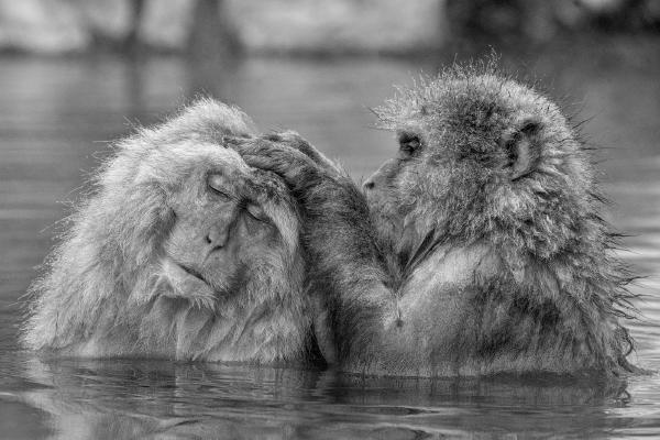 Pure Bliss- Snow Monkeys - Derek Howes