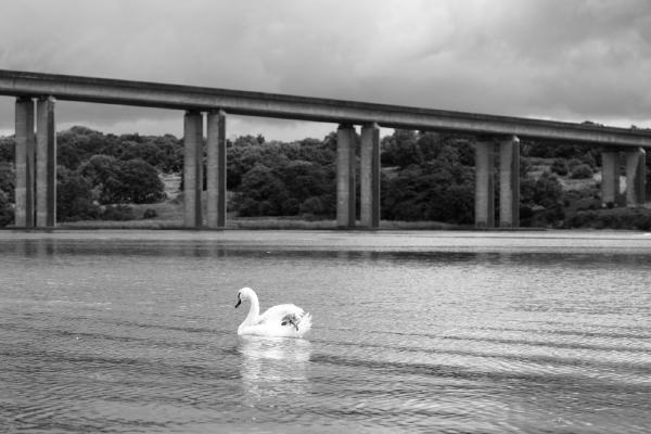 Tranquil Swan - Max Fox