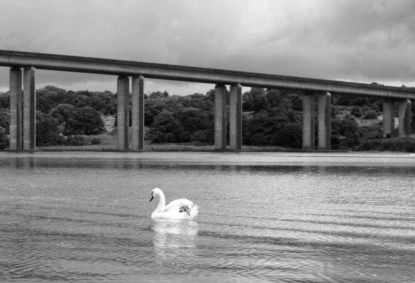 Tranquil Swan - Max Fox
