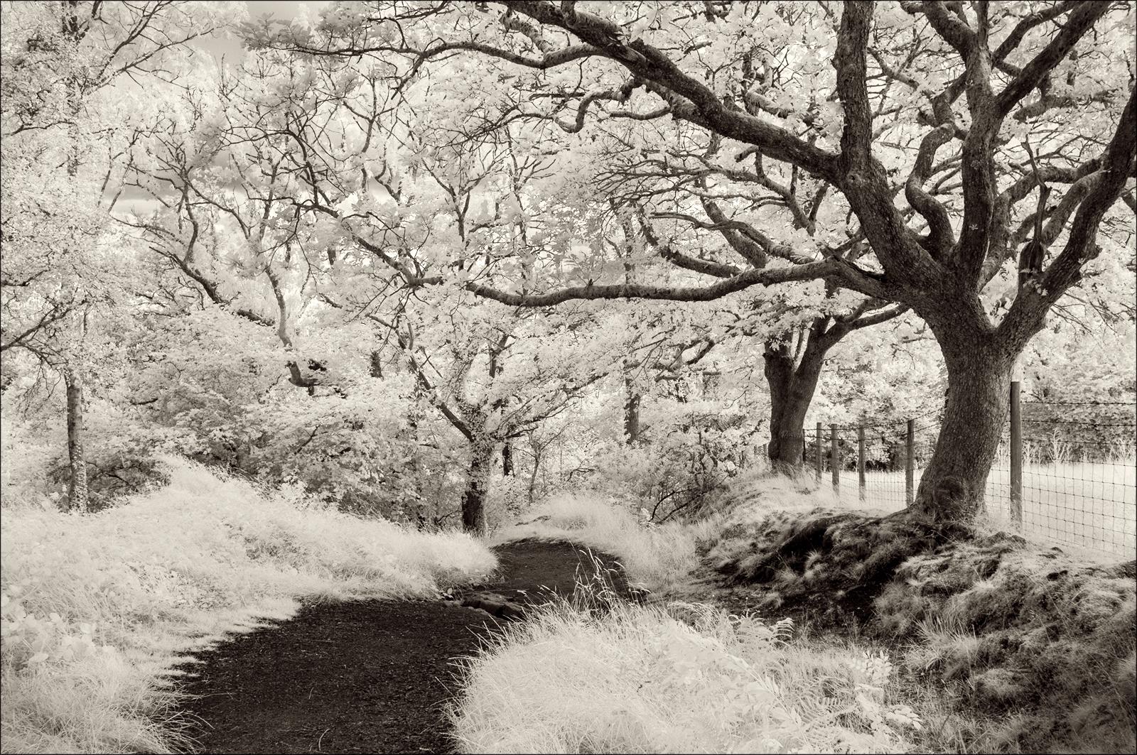 Welsh Glen - Pat Frewin