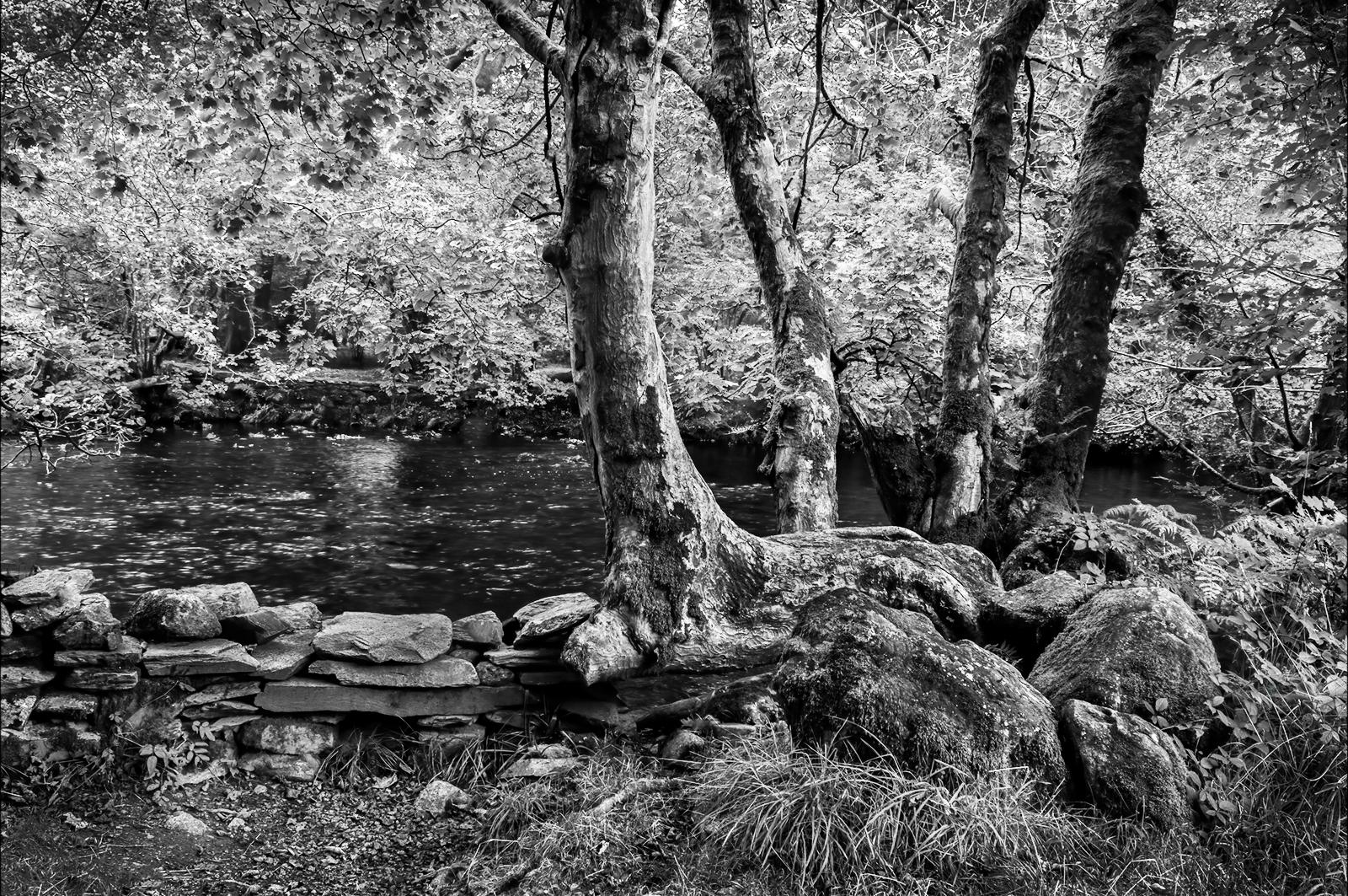 White Moss Walks - Melvyn Frewin