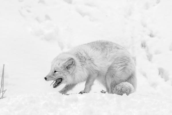 Arctic Fox devouring a mouse - Derek Howes