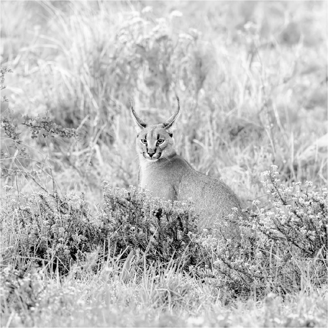 Caracal watching intently - Derek Howes